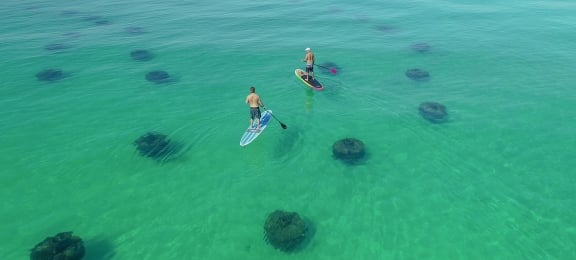 Two paddleboarders